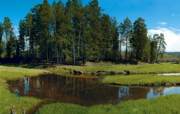 Picture forest, grass, trees, stream, glade, Siberia