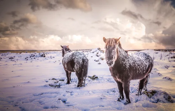 Picture winter, field, animals, snow, nature, horses, horse, Iceland