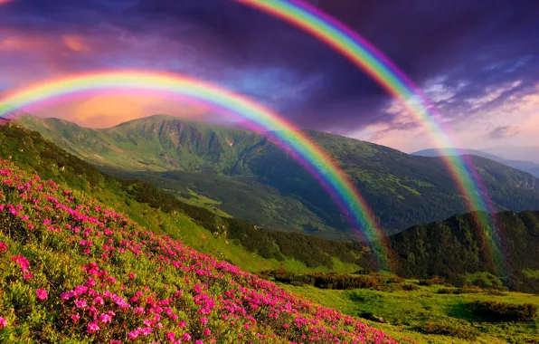 Picture landscape, flowers, mountains, nature, rainbow, landscape, nature, flowers, mountains, rainbows