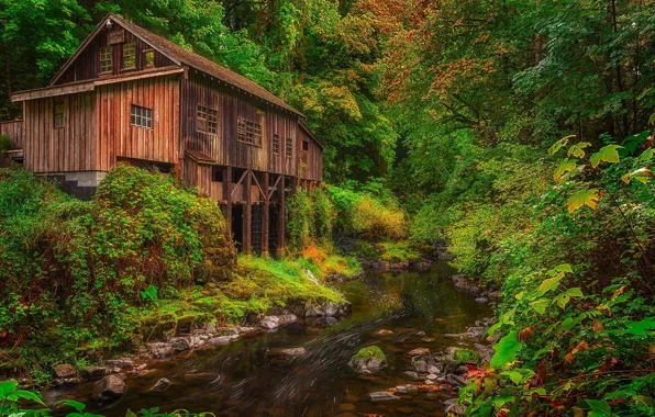 Picture forest, river, mill, Washington, Washington, Woodland, Woodland, Cedar Creek Grist Mill