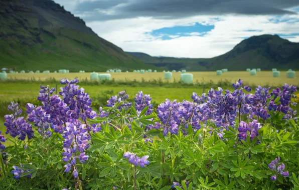 Picture flowers, mountains, Iceland, Iceland, lupins