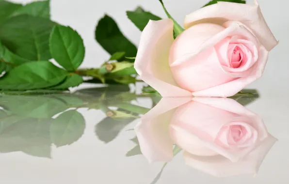 Picture reflection, pink, rose, Bud
