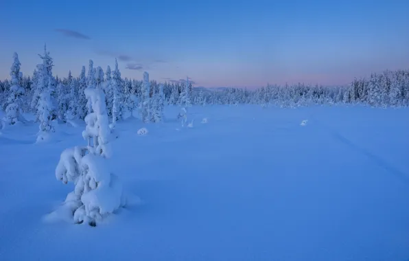 Picture winter, forest, snow, trees, sunset, ate, the snow, Sweden, Sweden, Lapland, Lapland, Lappland