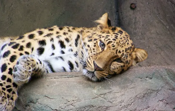 Picture look, stay, leopard, far East, spotted cat