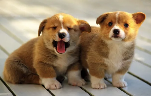 Picture dogs, background, puppies, Welsh Corgi, Pembroke, Pembroke, Welsh Corgi