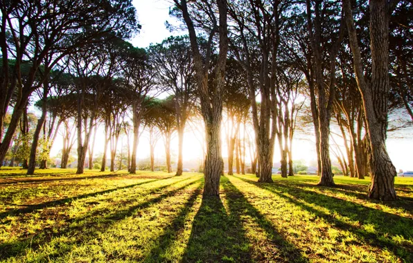 Picture FOREST, The SUN, LIGHT, TREES, RAYS, DAWN, TRUNKS, MORNING