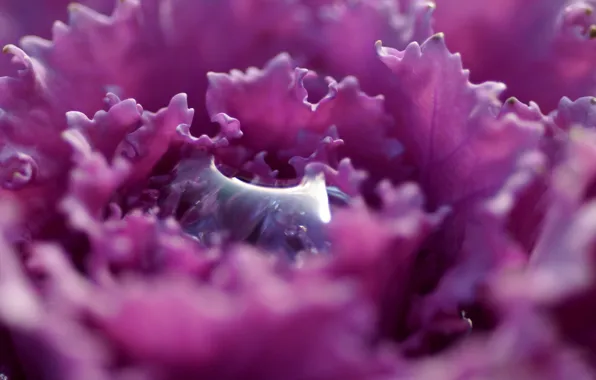 Picture flower, purple, drop, petals, carved
