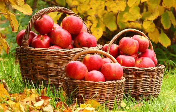 Picture autumn, leaves, apples, weed, basket