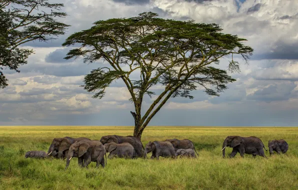 Picture grass, tree, Savannah, elephants, the herd