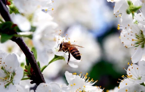 Picture flowers, nature, cherry, bee, beauty, branch, spring, petals, insect, white, flowering
