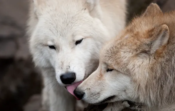 Picture love, wolf, predators, kiss, pair, wolves
