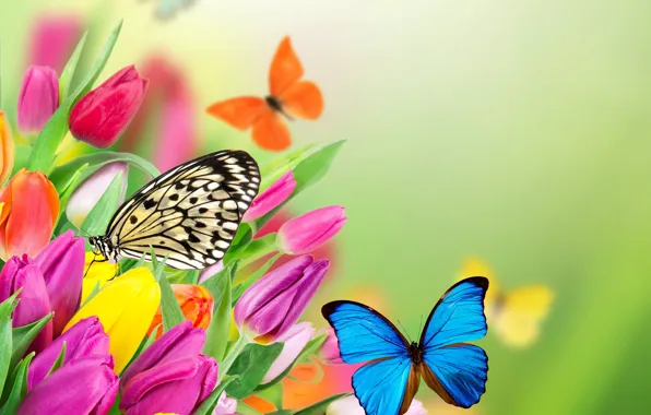 Picture butterfly, flowers, spring, colorful, tulips, fresh, yellow, flowers, beautiful, tulips, spring, purple, butterflies