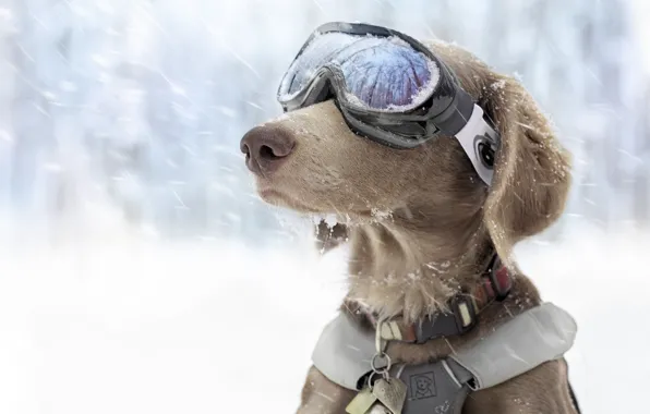 Picture winter, snow, dog, glasses, sports, ski