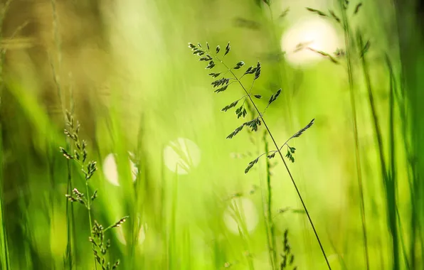 Picture greens, summer, grass, glare, meadow, a blade of grass, bokeh