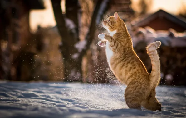 Picture winter, cat, snow, red, Kote, on hind legs