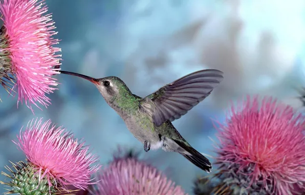 Picture flowers, birds, nature, Hummingbird, bird, blue background