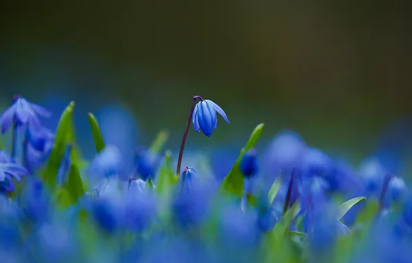 Picture macro, Flowers, petals, blur, blue, Scilla