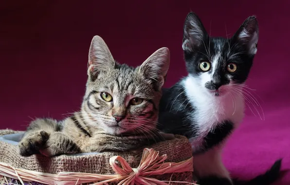 Picture box, posing, kittens