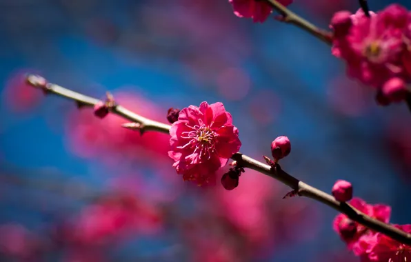 Picture flowers, cherry, tree, branch, spring, Sunny, flowering, fruit