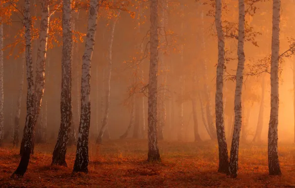 Picture forest, fog, birch