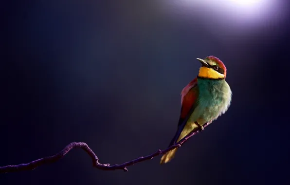 Picture macro, background, bird, branch, Golden bee-eater, peeled