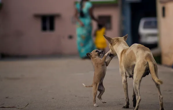 Picture dogs, India, puppy