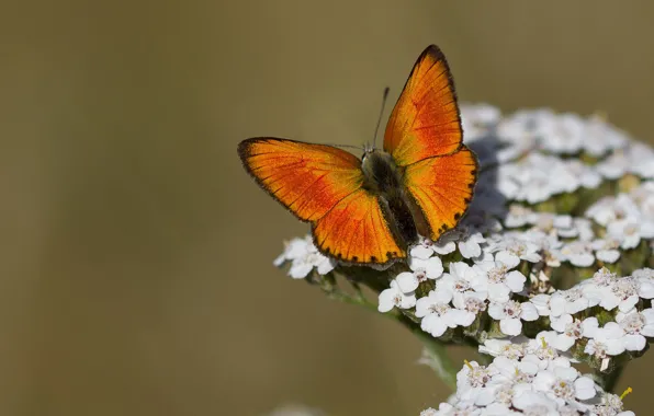 Picture macro, flowers, background, butterfly, Scarce copper, megapesca fire