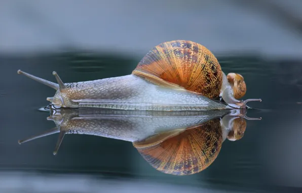 Picture macro, reflection, snail, snails, cub