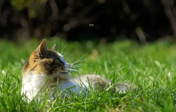 Picture grass, cat, mustache, fly, movement, stay, spring, hunting, green