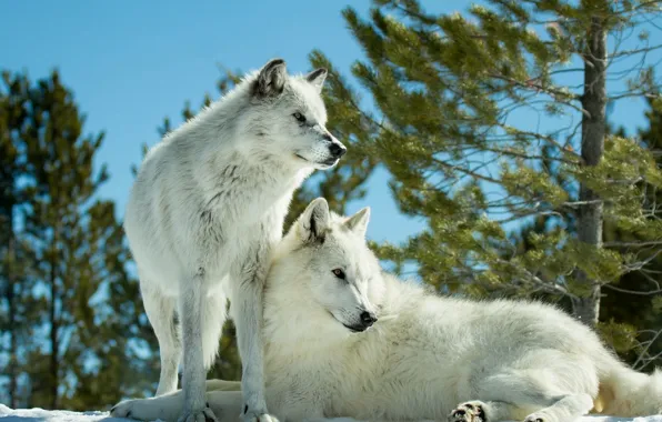 Picture predators, wolves, a couple