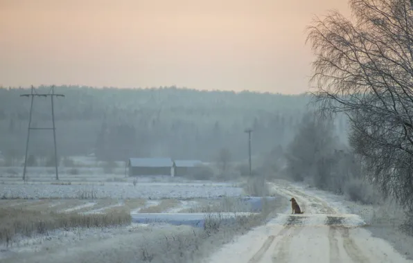 Picture road, loneliness, each, dog