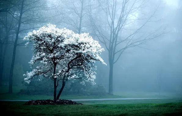 Picture trees, nature, fog, background, tree, branch, Wallpaper, pictures, plants, the evening, wallpapers