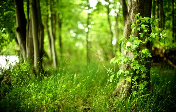 Picture forest, grass, trees, freshness, nature, purity, life, fresh air, foliage, plants, grass, photo, green forest, …