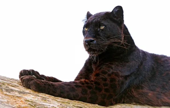 Picture cat, look, face, predator, paws, Panther, color