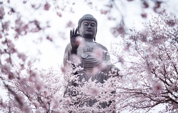 Picture trees, city, the city, Japan, garden, Sakura, statue, Japan, flowering, statue, Ibaraki Prefecture, Amitabha Buddha, …