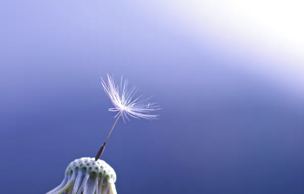 Picture macro, blue, background, dandelion, one