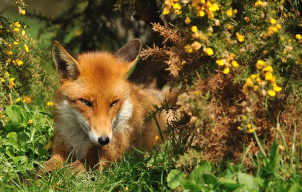 Picture summer, grass, look, face, Fox, red, Fox