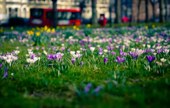 Picture flowers, the city, glade, London, spring, crocuses