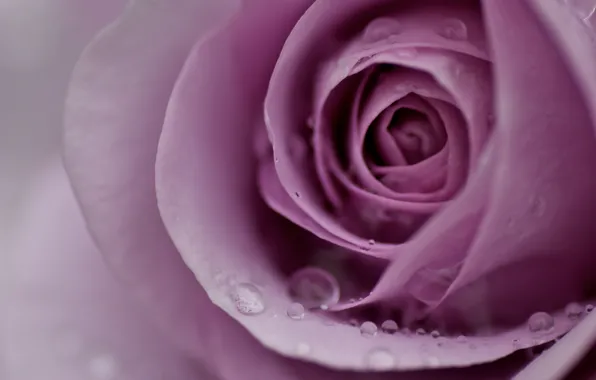 Picture flower, water, drops, macro, Rosa, pink, tenderness, rose, petals, blur, Bud, lilac