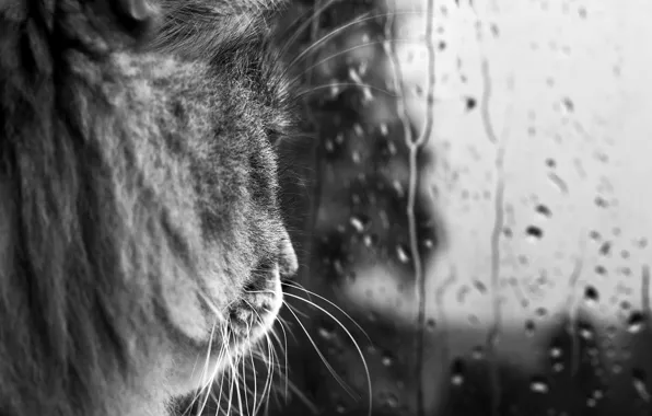 Picture cat, mustache, glass, drops, rain, black and white