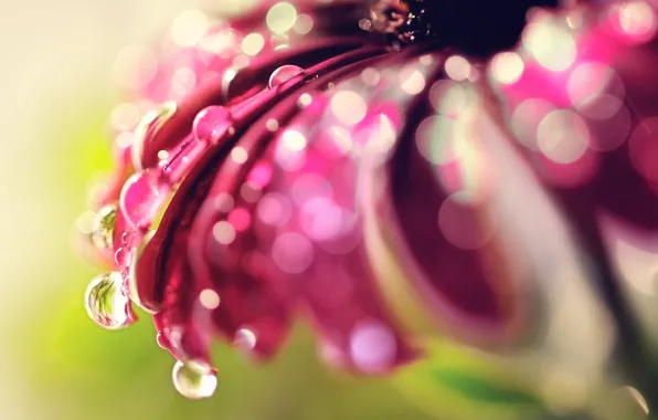 Picture flower, drops, macro, glare, bokeh
