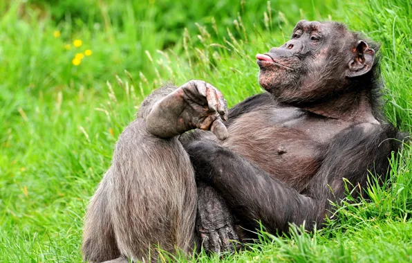 Picture language, grass, pose, stay, monkey, funny, chimpanzees, the primacy of