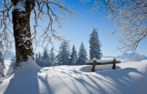 Picture winter, forest, the sky, snow, landscape, bench, nature, Park, white, forest, sky, landscape, nature, park, …