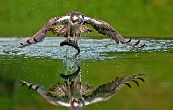 Picture water, reflection, bird, fish, mining, catch, Osprey