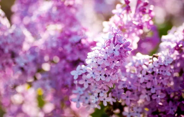 Picture nature, spring, flowering, lilac