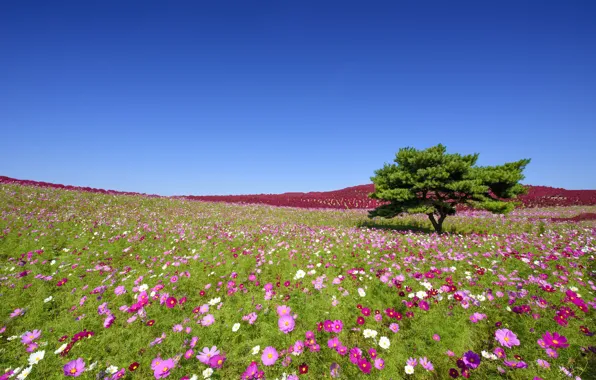 Picture flowers, tree, Japan, meadow, Japan, kosmeya, Hitachi Seaside Park, Hitachinaka, Hitachinaka, Seaside Park, Hitachi