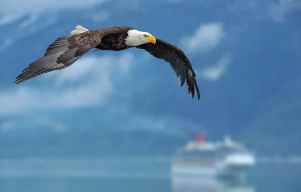 Picture the sky, background, eagle, ship, wings, sky, wings, background, eagle, ship