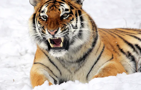 Picture look, face, snow, tiger, grin, lies, the threat