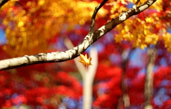 Picture leaves, macro, trees, background, tree, Wallpaper, blur, branch, leaf, wallpaper, leaves, widescreen, background, leaves, macro, …