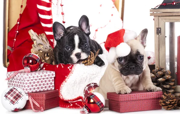 Picture dogs, balls, toys, puppies, gifts, bumps, snowflake, cap, box, French bulldog